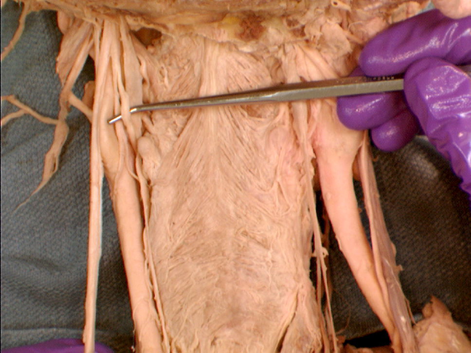 The Body Online - Stony Brook University Department of Anatomy