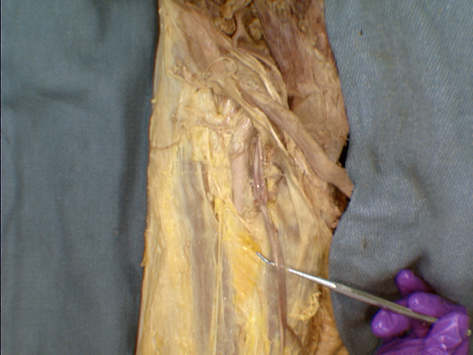 The Body Online - Stony Brook University Department of Anatomy