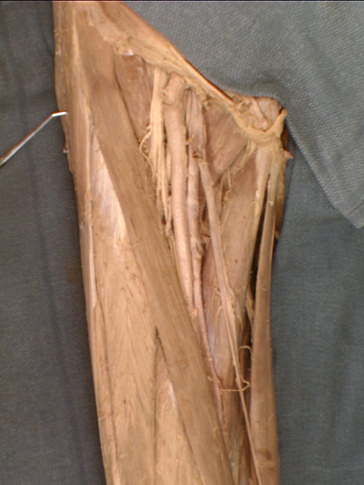 The Body Online - Stony Brook University Department of Anatomy