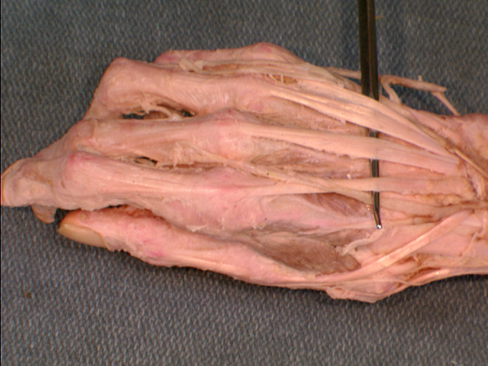 The Body Online - Stony Brook University Department of Anatomy